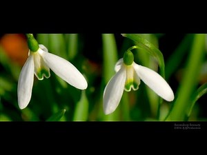 4K Snowdrop Galanthus Schneeglöckchen スノードロップ SWITZERLAND