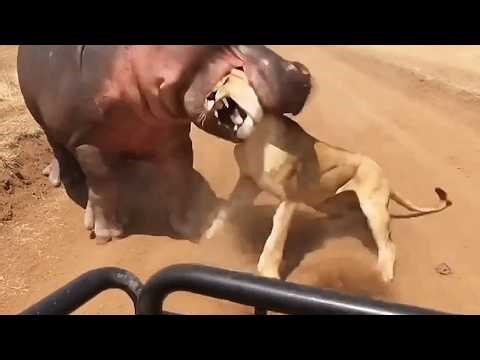 When Animals Mess With the Wrong Opponent 🐾 (Crazy Wildlife Fights)