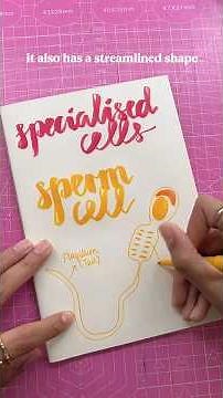 Year 7/8 Specialised cells explained!