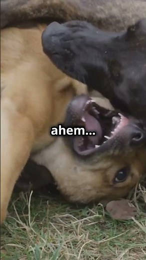 Why Your Dog Humps Everything (and What to Do About It)