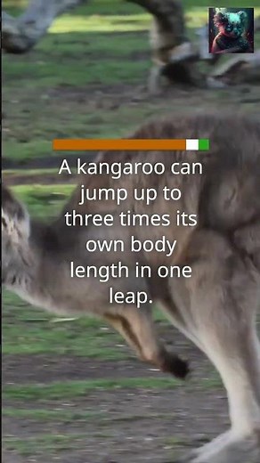 The Incredible Jumping Ability of Kangaroos