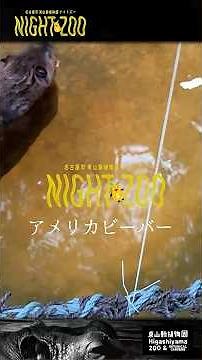 【東山動植物園公式】アメリカビーバー～2026東山動植物園ナイトZOO（ナイトズー）～《 アメリカビーバー ビーバー 》 #short