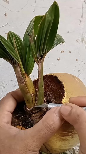 #bonsaikelapa #coconutbonsai #fypシ #viral