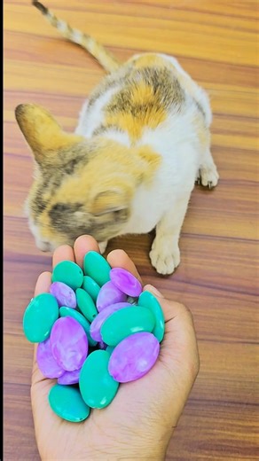 Beads Satisfying 🌈 ASMR Cat Reverse Fun #cuteanimal #cutecat #satisfying #cat #kitten #funnyanimal