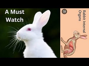 Rabbit Dissection: A must watch!