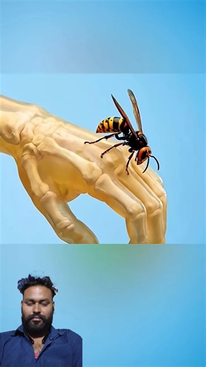 Deadliest Animals That Can Kill You 🦟 Nature’s Hidden Killers #shorts #shortsfeed #quran #facts