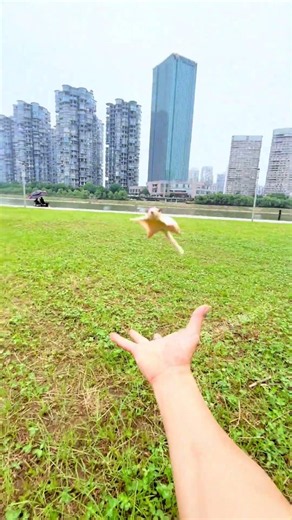 原来真的有老鹰……！#鼠鼠的日常 #蜜袋鼯小飞鼠#养一只掌上萌宠