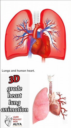 grade heart lung animation #3d #short | learn Biology with Aliya