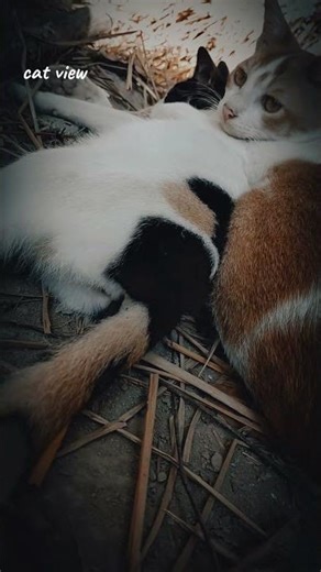 cute simba #cat #shortsviral #foryou #shortvideos #cute #fyp #shorts #goodnight#catview