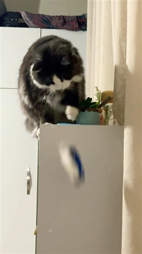 Michou and his funny antics. 🐈‍⬛😂 #michou