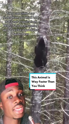 Facts About Bear Speed and Abilities