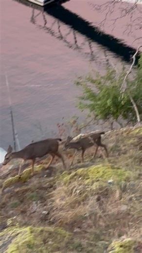 #fyp #britishcolumbia #deer #nature