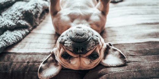 21 Low-Maintenance Dog Breeds of All Sizes for First Time Pet Parents