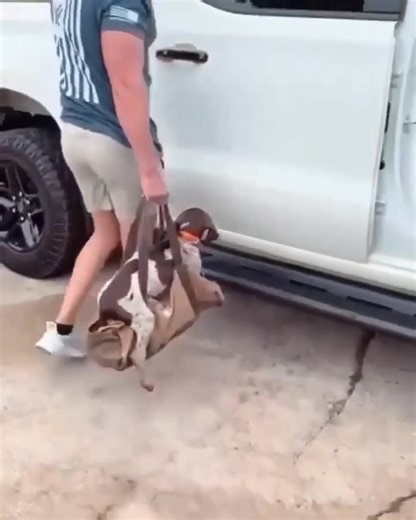 1.7K views · 102 reactions | Perfect photo shoot  | German Shorthaired Pointer Lovers | Facebook