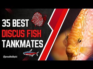 35 Best Discus Fish Tank mates | Best Discus Tankmates | Proud Hobbyist