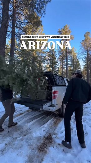 My favorite Arizona tradition! Have you ever cut down your own AZ Christmas Tree? 🌲 All the details on my site if you want an easy place to see it all. There are permits available for 5 different National Forests though Prescott is sold out for 2025 & Coconino just went on sale today but usually sells out quick. Permits cost $15 or $20 You can purchase these & see all the info you need @recreation_gov I have the links & details on my site if you want it all in one place! We’ve done this many ye