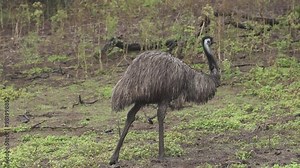 Unique Wild Emu, Melbourne, Australian Origin Animal