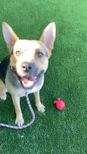 Meet Sandy Cheeks! ☺️ This beautiful goofball is available for adoption and foster! You can meet her at the shelter TODAY from 1-5pm!#sandy #cheeks #sandycheeks #adopt #adoptme #adoption #shelter #shelterdog #rescue #rescuedog #dune #dunemovie #timoteechalamet #foster #available #capcut #foryou #foryoupage #fyp #fypシ゚viral #viral #funny #videos #fypage | Seattle Animal Shelter