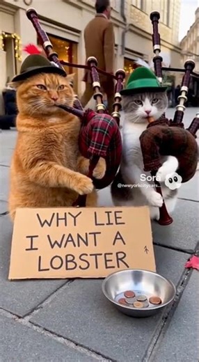 HILARIOUS #cat #funny #cute #shortvideo #shorts #short #shortsfeed @NEWYORKCITYCARS #cutecat #music