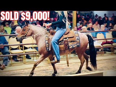 This Horse Auction Was FULL of Flashy Ponies!