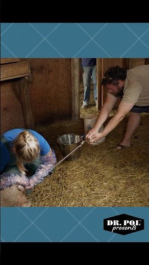 When Nature Doesn’t Play Fair… 💔🐑 A Pol Farm Lambing Loss No One Expected #drpol #farmlife