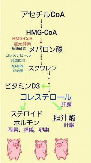 #コレステロール 合成 #管理栄養士国家試験