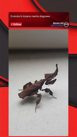 Evolution's bizarre mantis disguises.