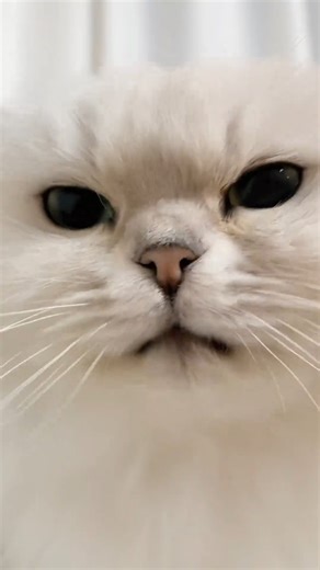 Mianhua on Instagram: "Not a dog, just an angry cat 😼 woof woof ‎. #funnycat #crazycat #catmoments #meowtime #catantics petreels catattack catworld catsdoingthings sillycat"