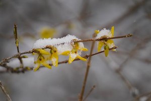 Snow on first day of spring