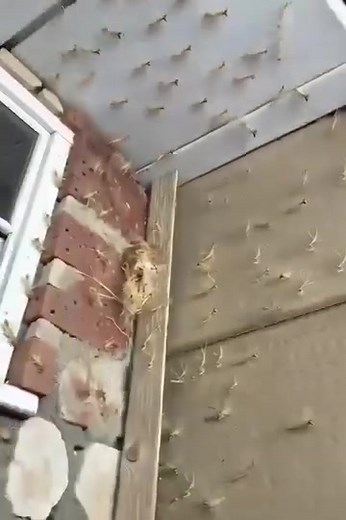Had a Praying Mantis nest hatch by my front door! 𝗗𝗲𝘁𝗮𝗶𝗹𝘀 𝗯𝗲𝗹𝗼𝘄 👇 | The RL VID