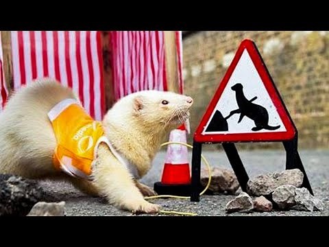 12 animals that serve humans