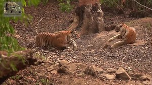 274K views · 1.6K reactions | @_planettiger_ #_planettiger_ Save...