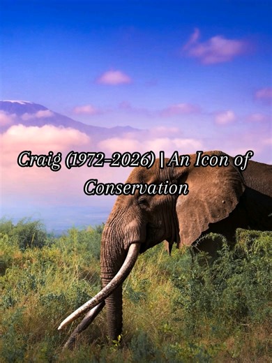 🐘 Craig: 1972 – 2026 🐘 The end of an era.Craig was more than a super tusker he was a global symbol of wildlife conservation. One of Africa’s last great tuskers, he carried not only the largest ivory but also the weight of hope for the future of elephants. A true gentle giant, Craig was known for his calm presence and remarkable intelligence. Like many mature bulls, he moved with quiet confidence, gracefully pacing through the foothills of Mount Kilimanjaro. His behavior reflected wisdom gained