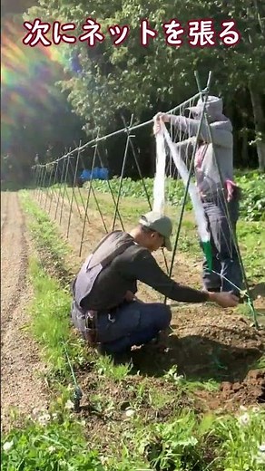 支柱立ててネット張り作業の１分間ショート動画：2023年版家庭菜園用
