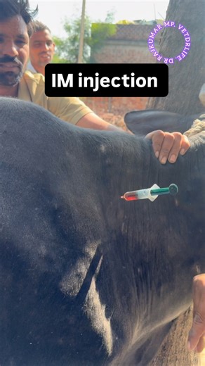 VetDrLife | Intra muscular injection. | Instagram