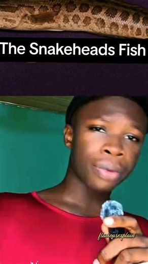 Exploring the Snakehead Fish: Characteristics and Impact