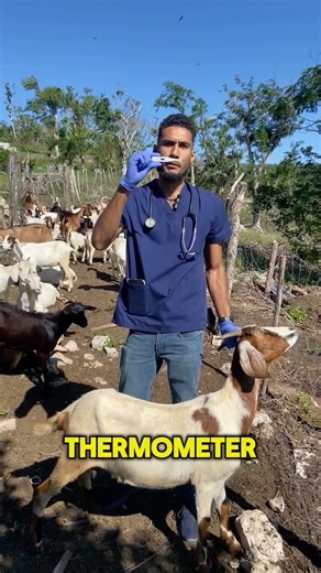 Dr. Orlando Felicioli 🇯🇲 | Every goat farmer should own a thermometer 🐐🌡️ When a goat stops eating, looks dull, or just seems “off,” a thermometer gives you answers... | Instagram