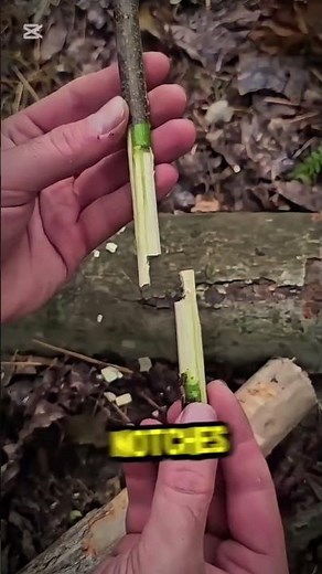 How to make a trap #survival #wildliferescue #animaltrap #birdtrap