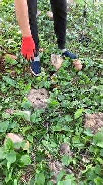 Search using a metal detector