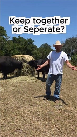 No Gestation Calendar Needed—Our Bull Does It All 🐂 #ranching #cows #homestead
