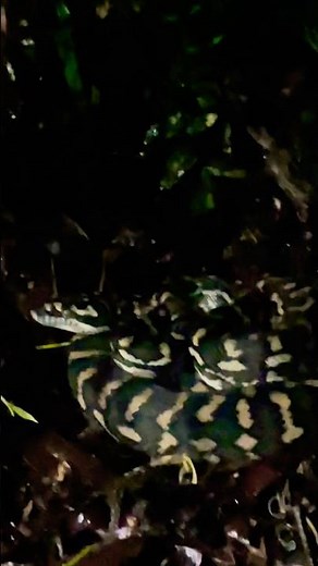 Coastal Carpet Python IS BACK! #snake #snakes #reptiles