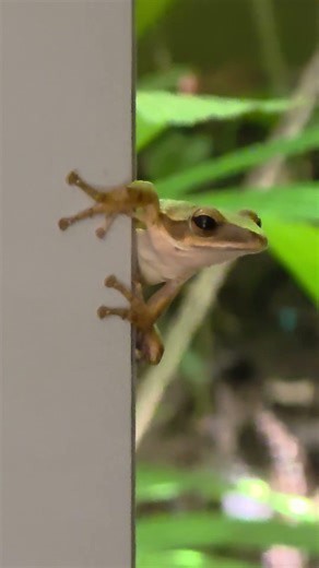Common Tree Frog
