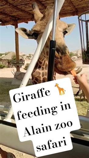 zoo wildlife fun#shorts