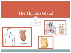 The Thymus Gland - SlideServe