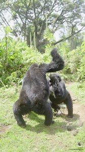 324K views · 10K reactions | Did you know that gorillas have close friends?  In this video, watch Ingamiya and Umuganda play together. It's a wonderful example of their social bond! 殺  Gabriel Nyirijuru | Dian Fossey Gorilla Fund | Facebook