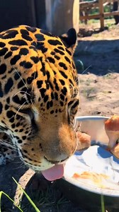 575K views · 14K reactions | Single Vision, Inc. on Reels | Facebook