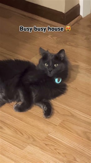 Rocky’s relaxing time, +Ruby+Archer+Anitinha 😸 #cat #funnyshorts #catfunny