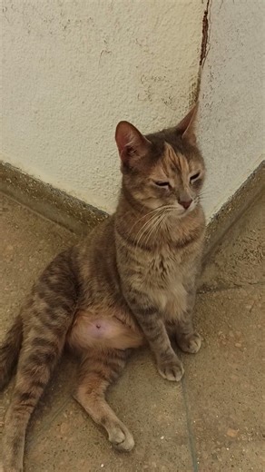 Morocco. Asilah. Mother of five. Resting