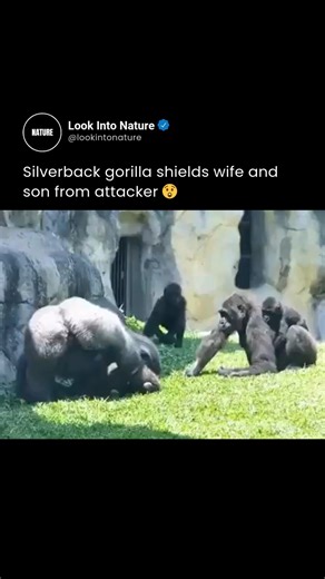 Nature on Instagram: "The raw power and protective instinct of a silverback gorilla are unparalleled when it comes to the safety of his family. In this intense display of primate leadership, the dominant male immediately steps into a defensive posture to shield his wife and son from a potential attacker. As the absolute guardian of the troop, the silverback’s primary responsibility is to act as a living shield, placing his massive frame between a threat and the more vulnerable members of his gro