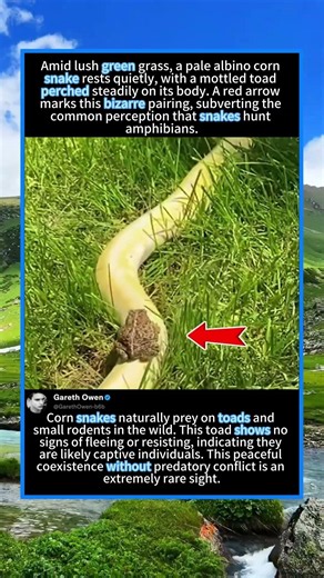 Toad Rides On Albino Corn Snake — Prey And Predator Live Peacefully#SnakeAndToad 🐍 #AlbinoCornSnake